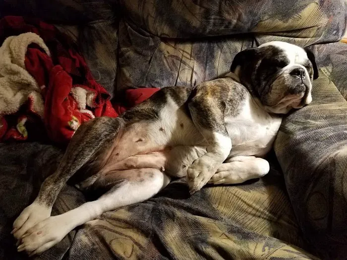 Stepping Stone Animal Hospital Picture 6