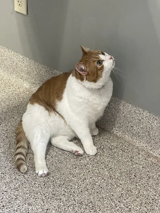 Stepping Stone Animal Hospital Picture 8