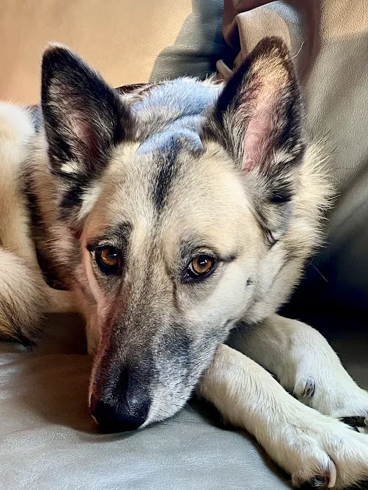 Stepping Stone Animal Hospital Picture 9