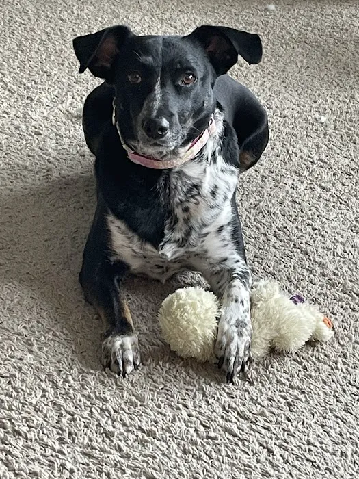 Stepping Stone Animal Hospital Picture 10