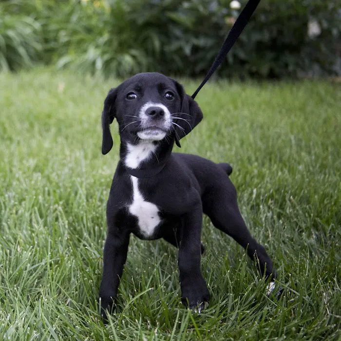 Gardner Animal Hospital Picture 3