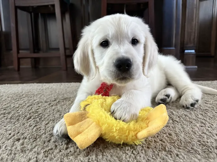 Oakbrook Animal Hospital Picture 2