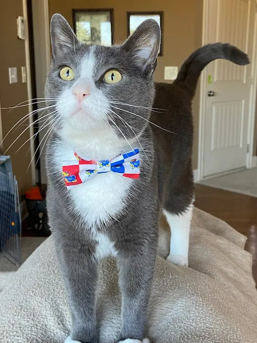 Oakbrook Animal Hospital Picture 3