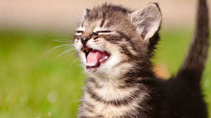 Oakbrook Animal Hospital Picture 1