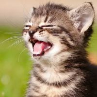 Oakbrook Animal Hospital ico