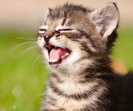 Oakbrook Animal Hospital