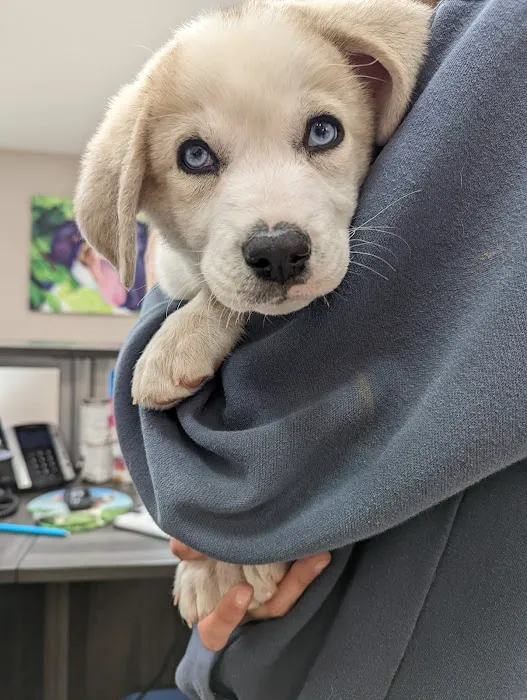 Oakbrook Animal Hospital Picture 5