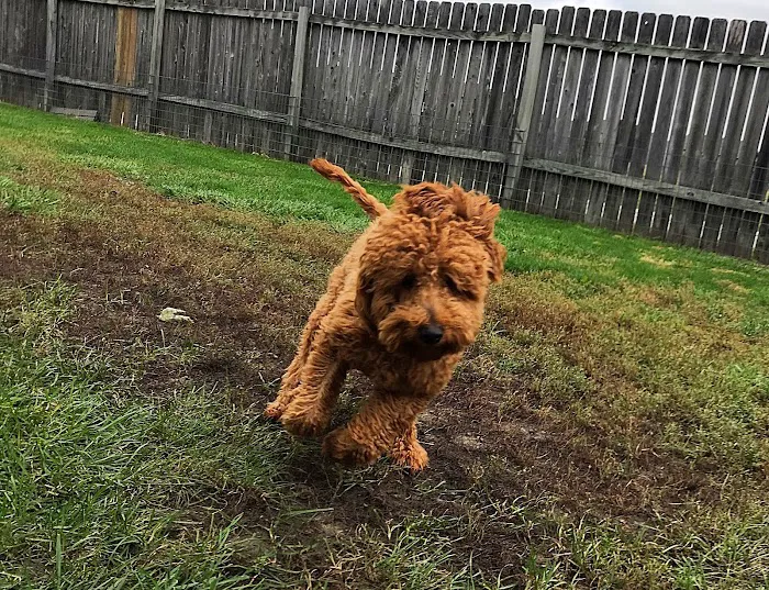 Oakbrook Animal Hospital Picture 4