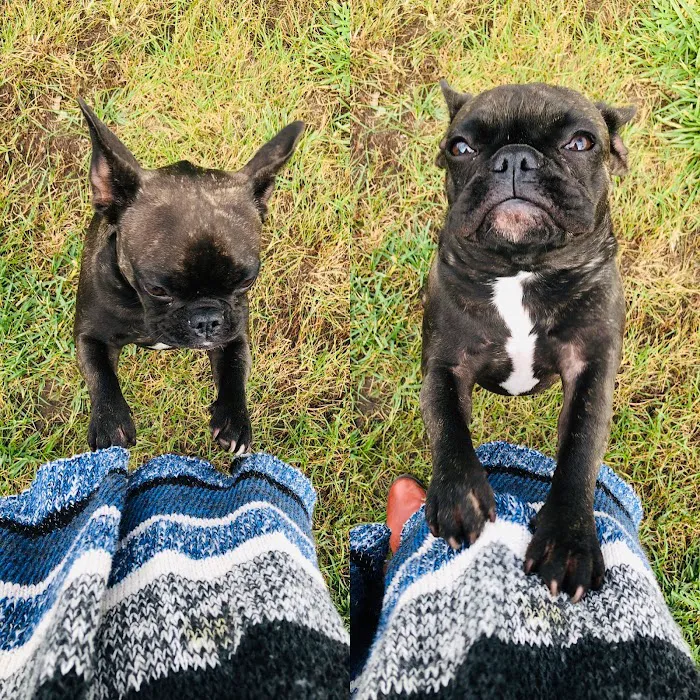 Oakbrook Animal Hospital Picture 7