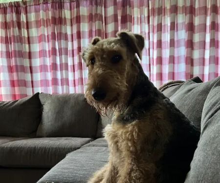 Santa Fe Pet Clinic: Dr. Leslie Wegele, DVM