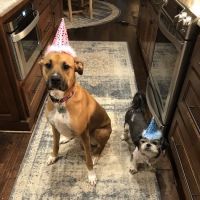 Santa Fe Pet Clinic ico