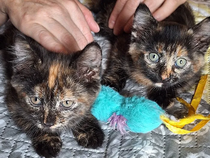 Santa Fe Pet Clinic Picture 3