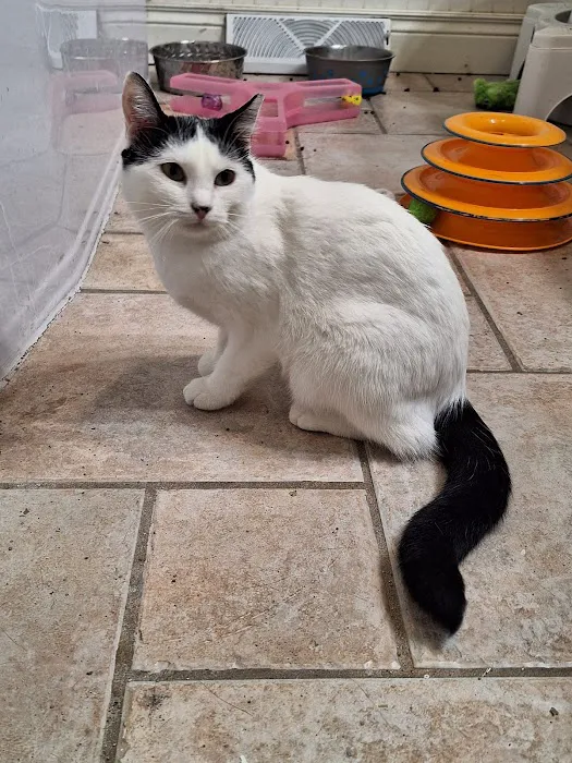 Santa Fe Pet Clinic Picture 5