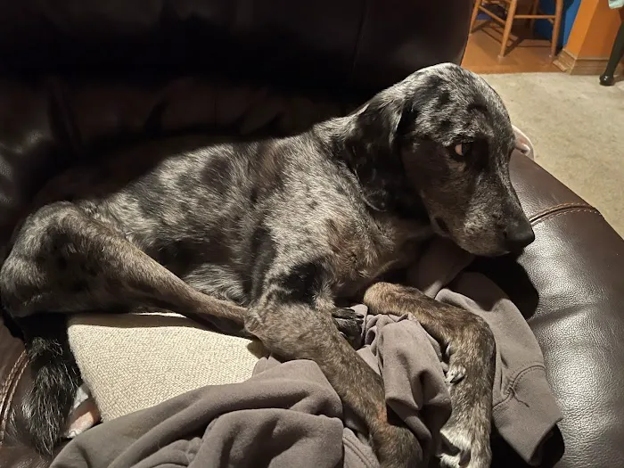 Santa Fe Pet Clinic Picture 6