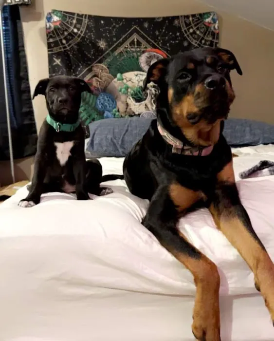 Mur-len Animal Clinic Picture 1