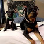 Mur-len Animal Clinic