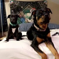 Mur-len Animal Clinic ico