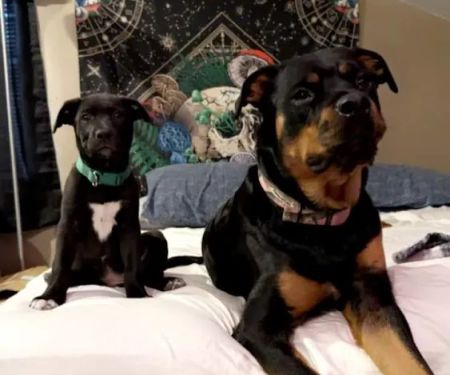 Mur-len Animal Clinic