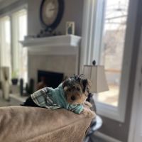 Southwest Plaza Animal Hospital ico