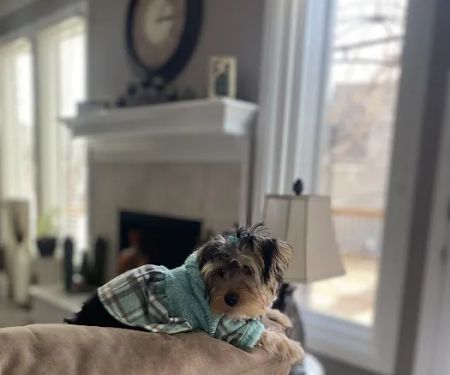 Southwest Plaza Animal Hospital