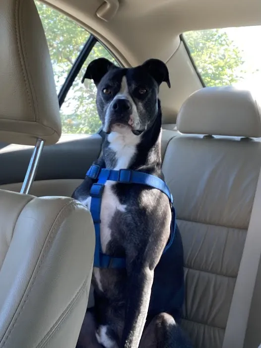 Southwest Plaza Animal Hospital Picture 3