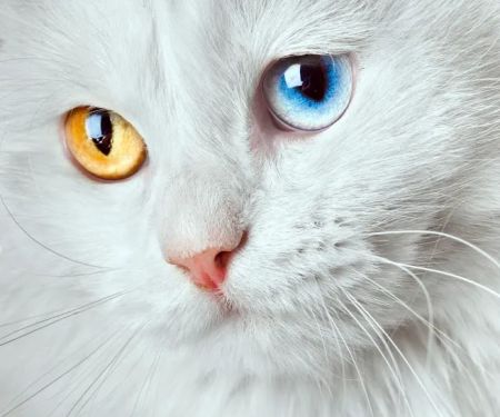 Arbor Creek Animal Hospital: Michael Tarrant, DVM, CVA