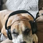 Crest Animal Hospital: Breinin Kara DVM