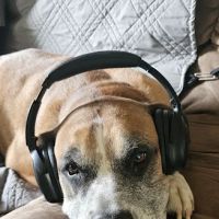 Crest Animal Hospital: Breinin Kara DVM ico