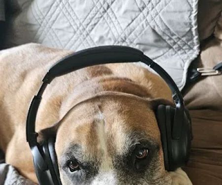 Crest Animal Hospital: Breinin Kara DVM