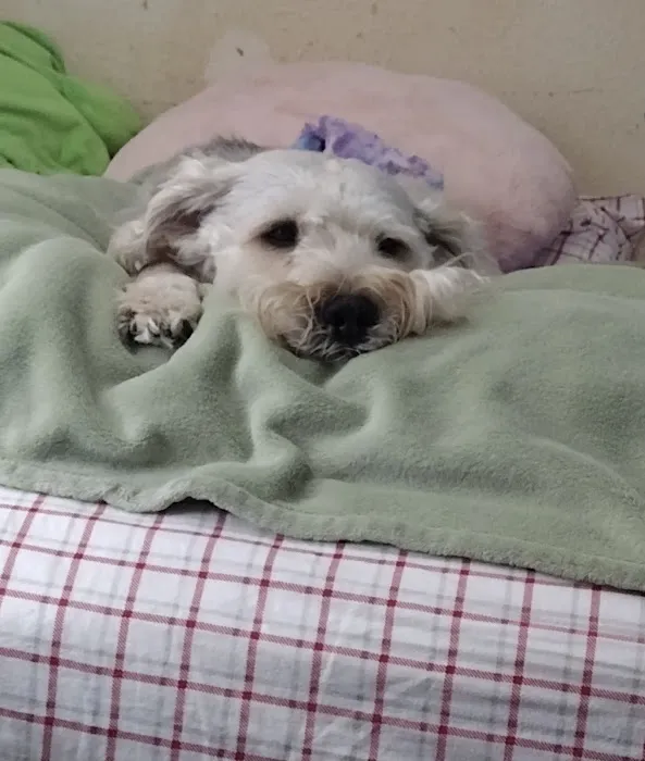 Crest Animal Hospital Picture 2