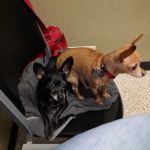 Crest Animal Hospital