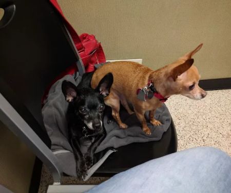 Crest Animal Hospital