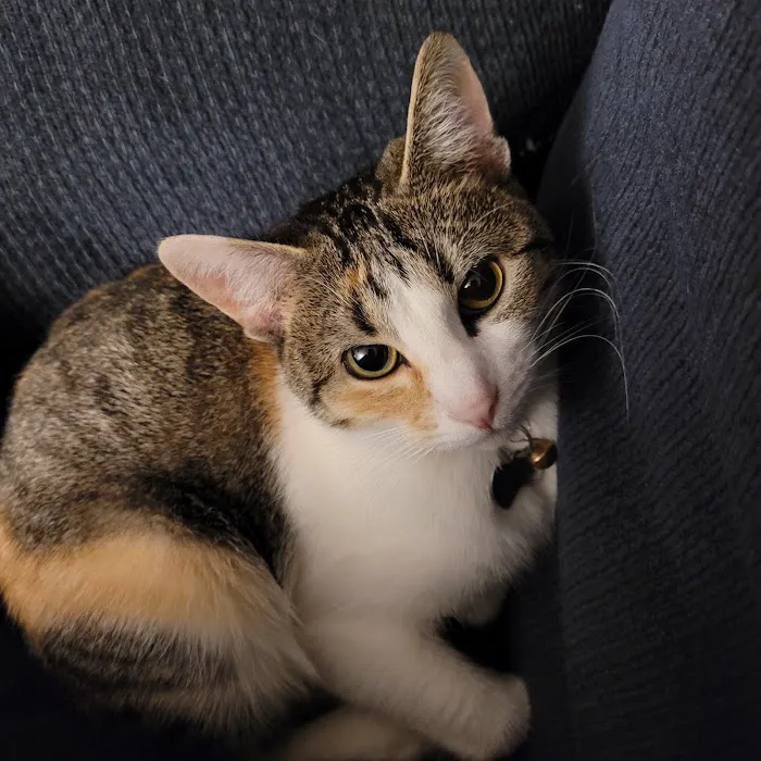 Crest Animal Hospital Picture 3