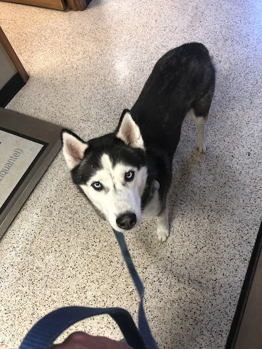 Crest Animal Hospital Picture 6