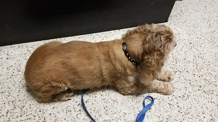 Crest Animal Hospital Picture 9