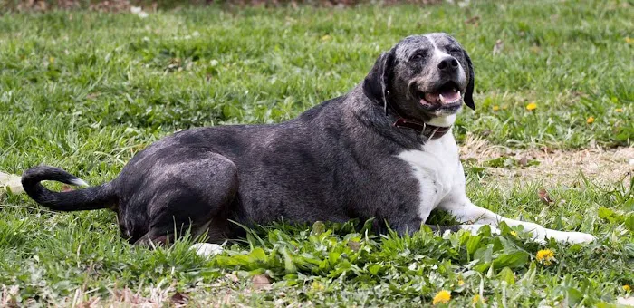 Cass County Animal Hospital Picture 1