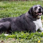 Cass County Animal Hospital