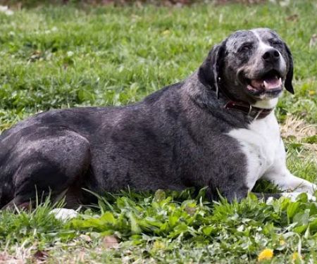 Cass County Animal Hospital