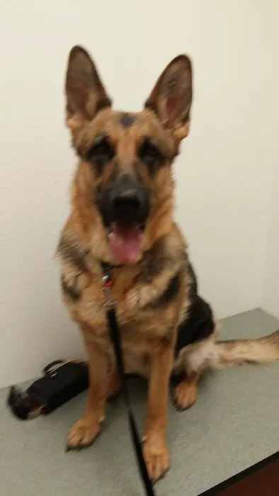 Pleasant Hill Animal Clinic Picture 3