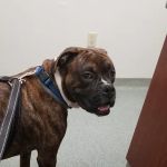 Pleasant Hill Animal Clinic