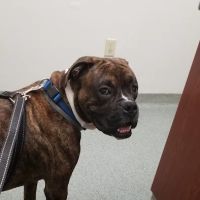 Pleasant Hill Animal Clinic ico