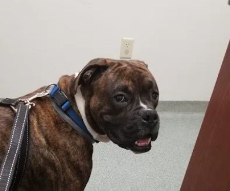 Pleasant Hill Animal Clinic