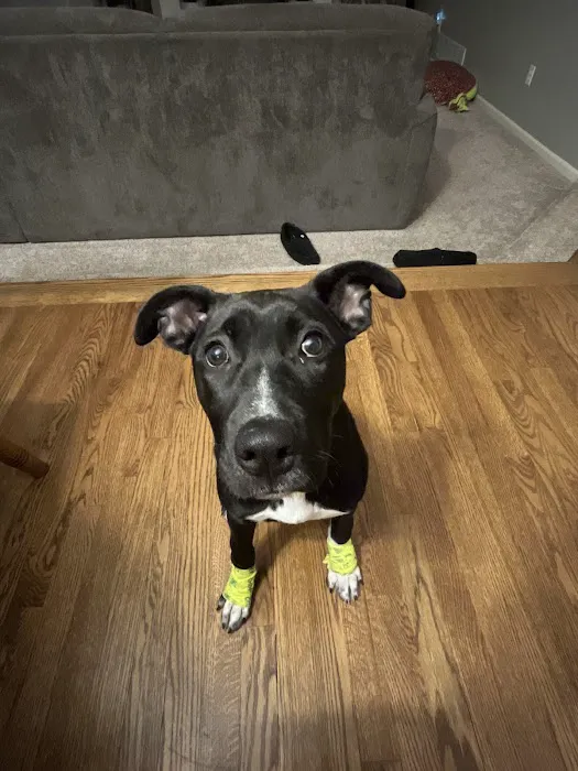 Pleasant Hill Animal Clinic Picture 5