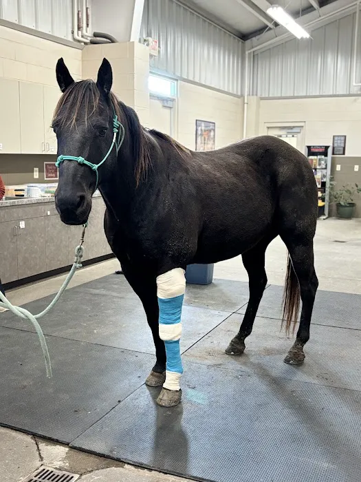 Wilhite & Frees Equine Hospital Picture 1