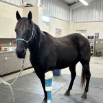 Wilhite & Frees Equine Hospital