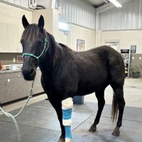 Wilhite & Frees Equine Hospital ico