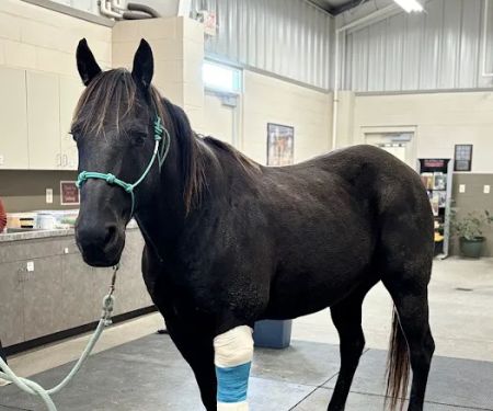 Wilhite & Frees Equine Hospital