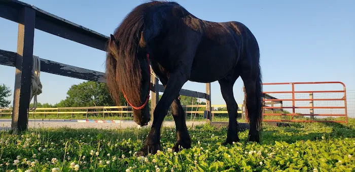 Wilhite & Frees Equine Hospital Picture 4