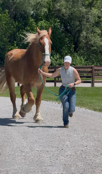 Wilhite & Frees Equine Hospital Picture 3
