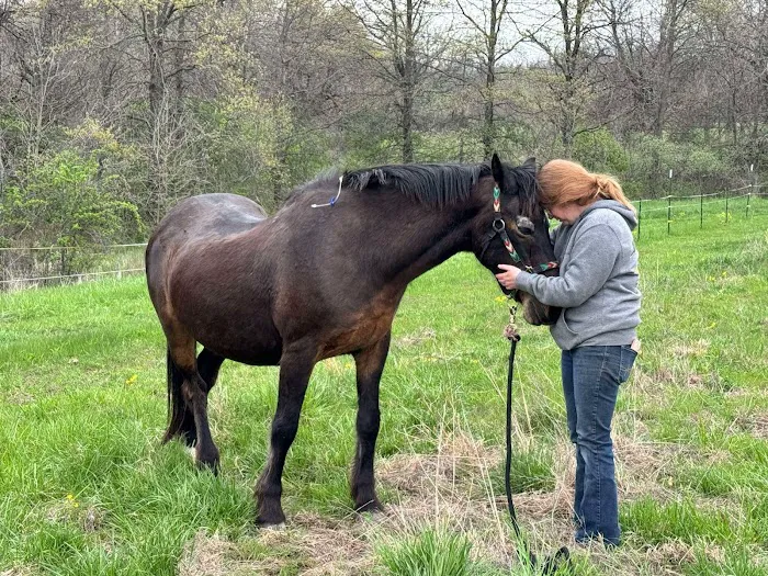 Wilhite & Frees Equine Hospital Picture 8